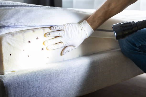 Best Ant Control Services  in Starbuck, MN
